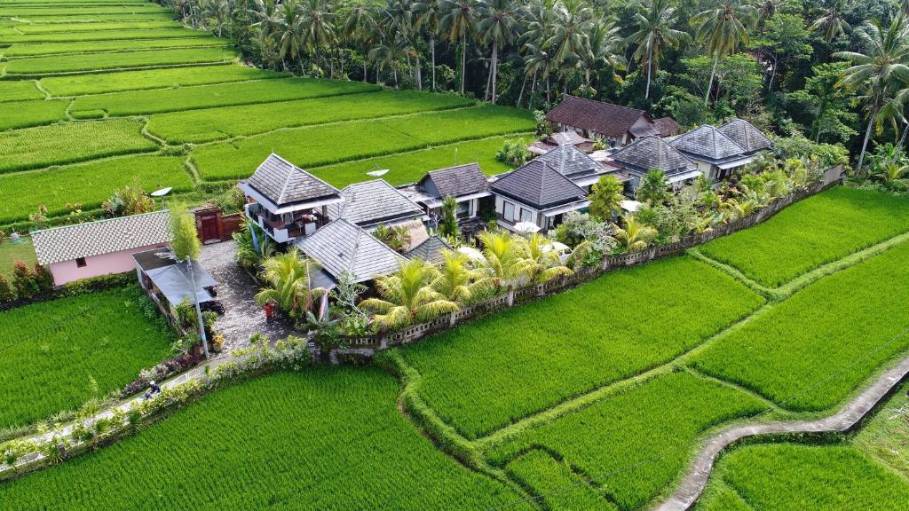 Top view surrounding rice paddy at Villa JJ in Ubud