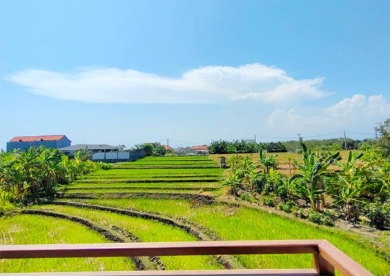Person enjoying a view of lush rice fields from the balcony of a villa in Canggu