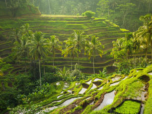 Tropical rice terraces with lush greenery