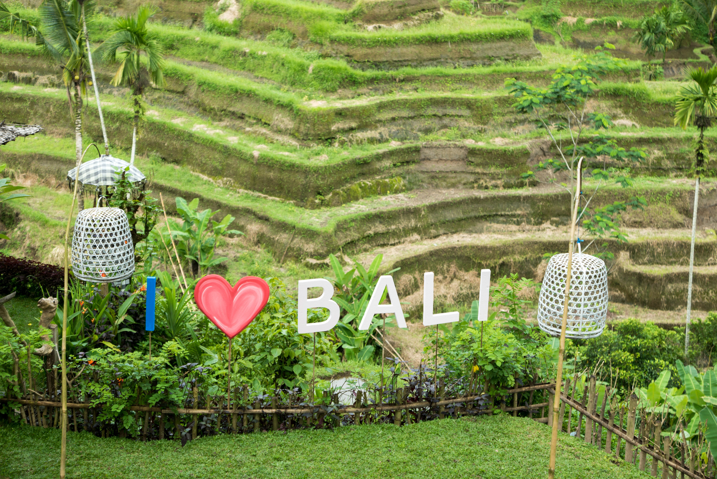 Canggu Rice Fields