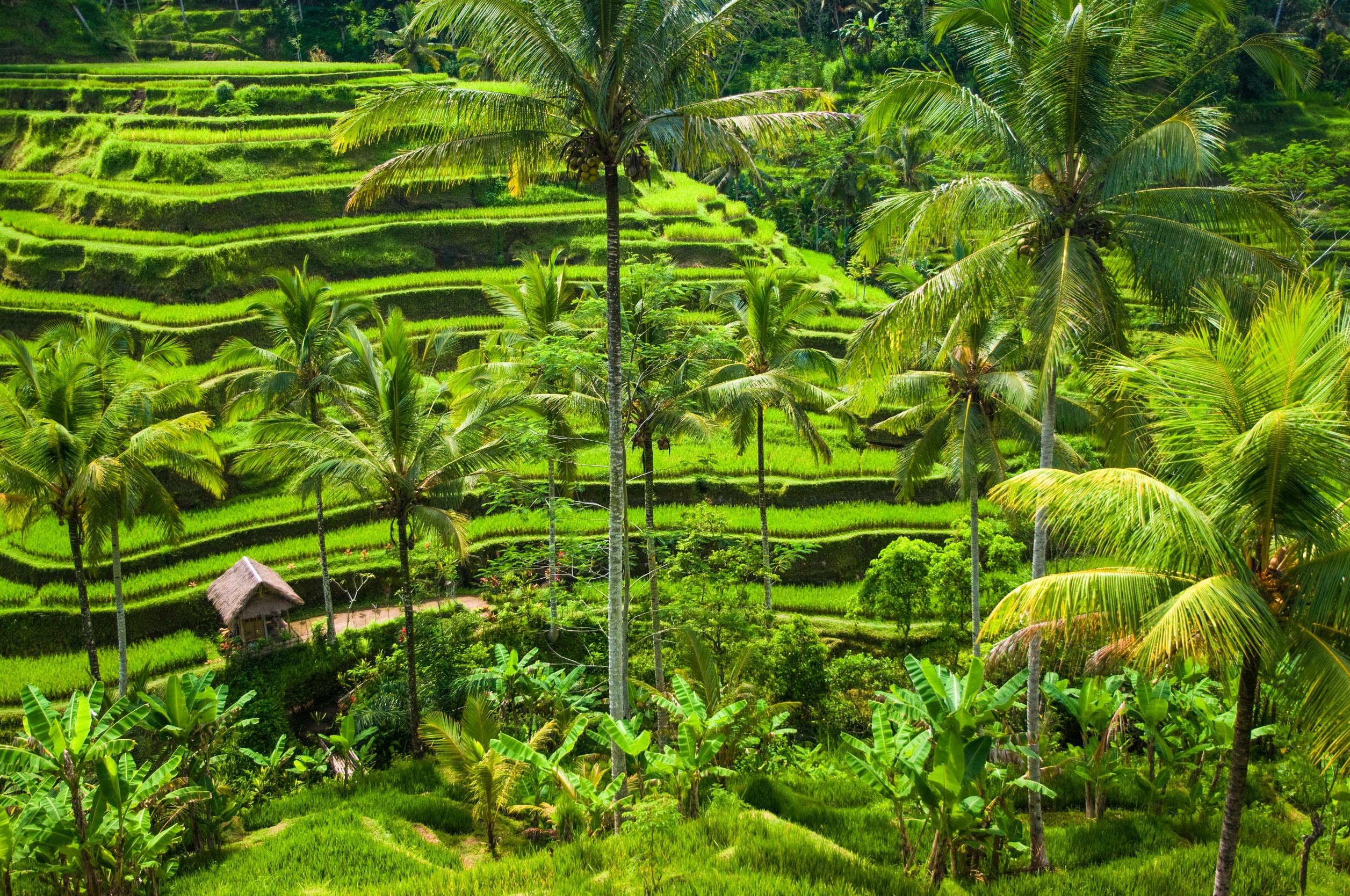 Green Rice Paddy Field