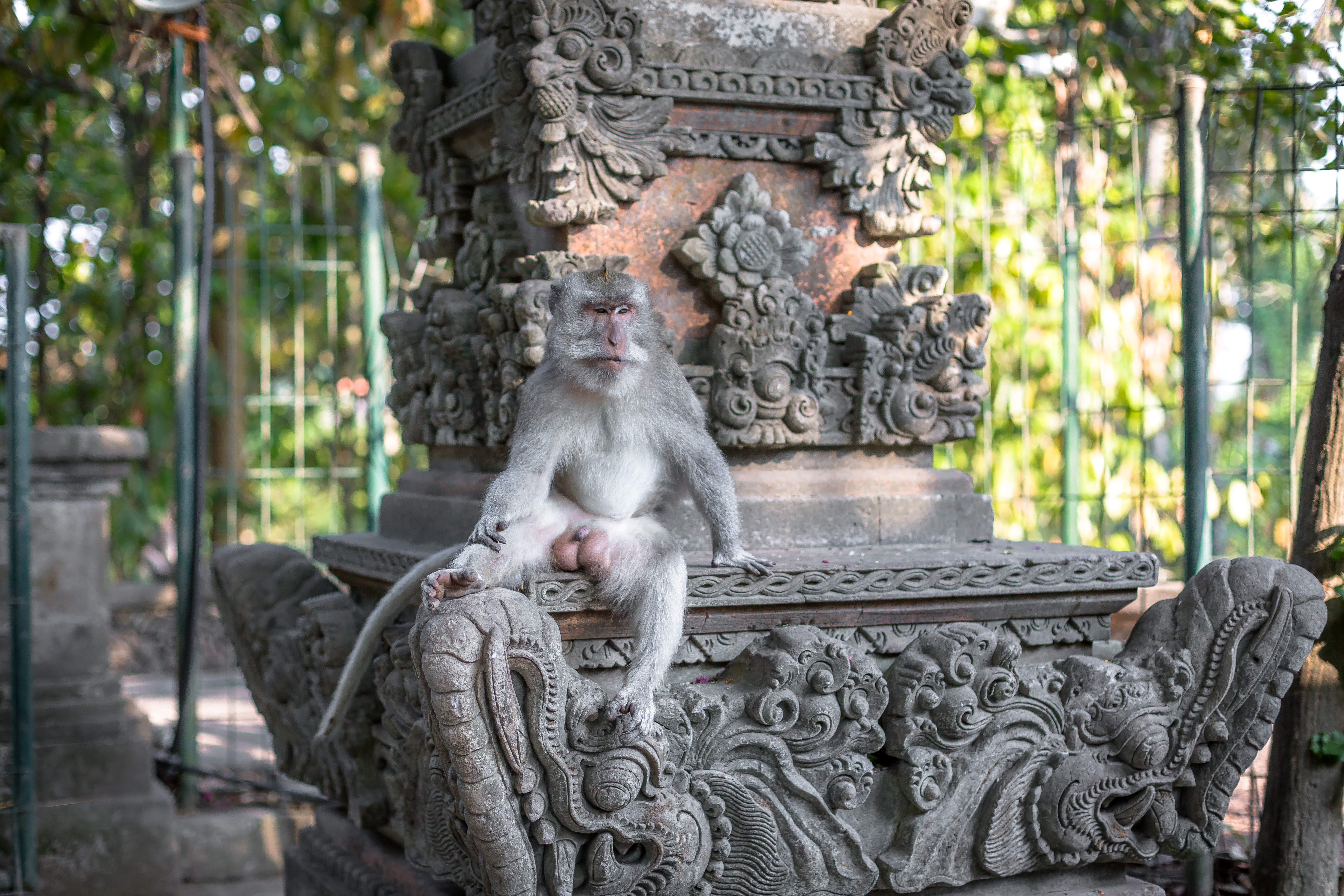 Historic Temples in the Ubud Monkey Forest