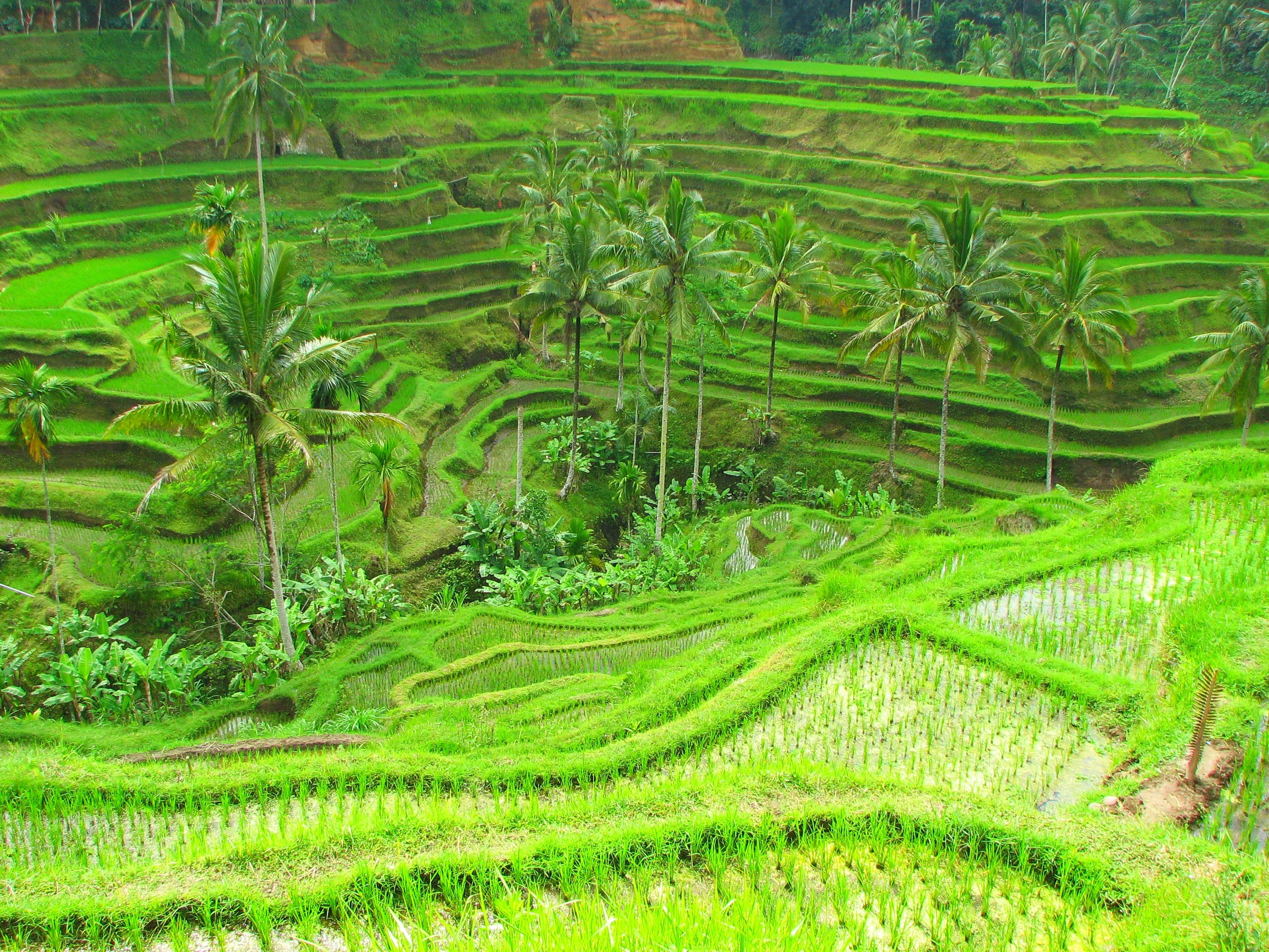 Tegalalang Rice Terraces in Ubud A Glimpse into the Ageless Landscape Of Bali