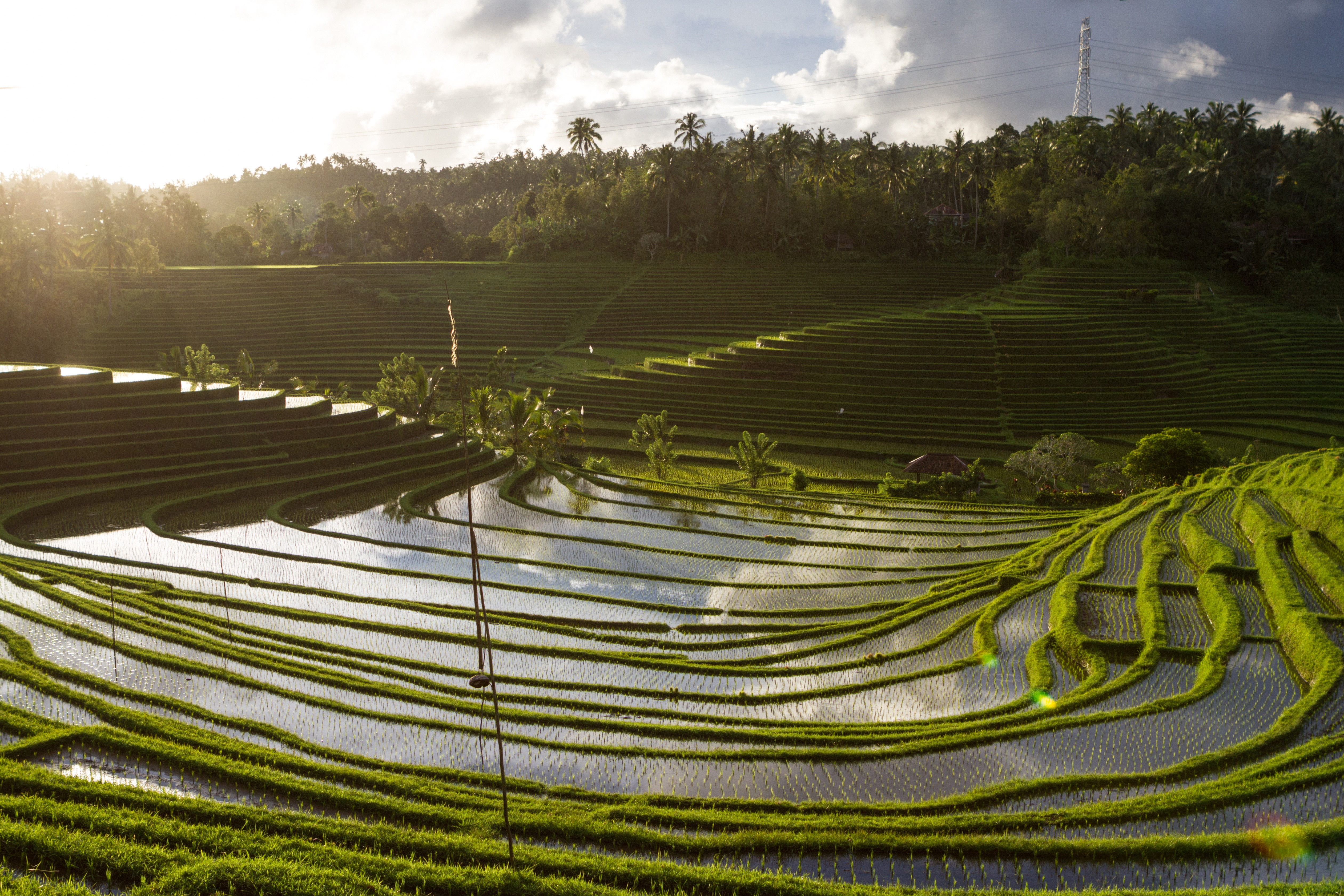 Tegallalang Rice Terraces