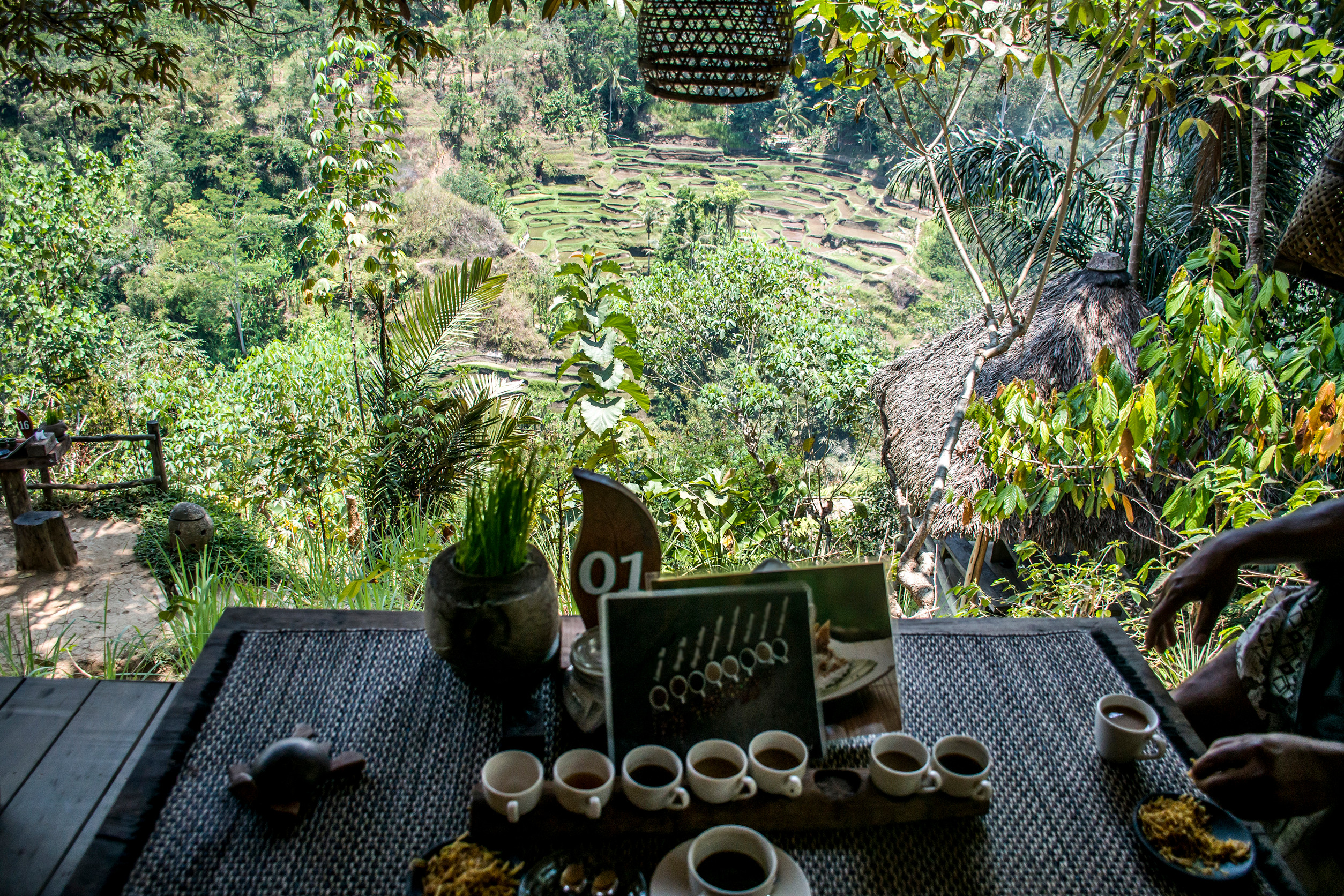 What Are The Reasons Why You Should Experience Coffee Plantations in Ubud