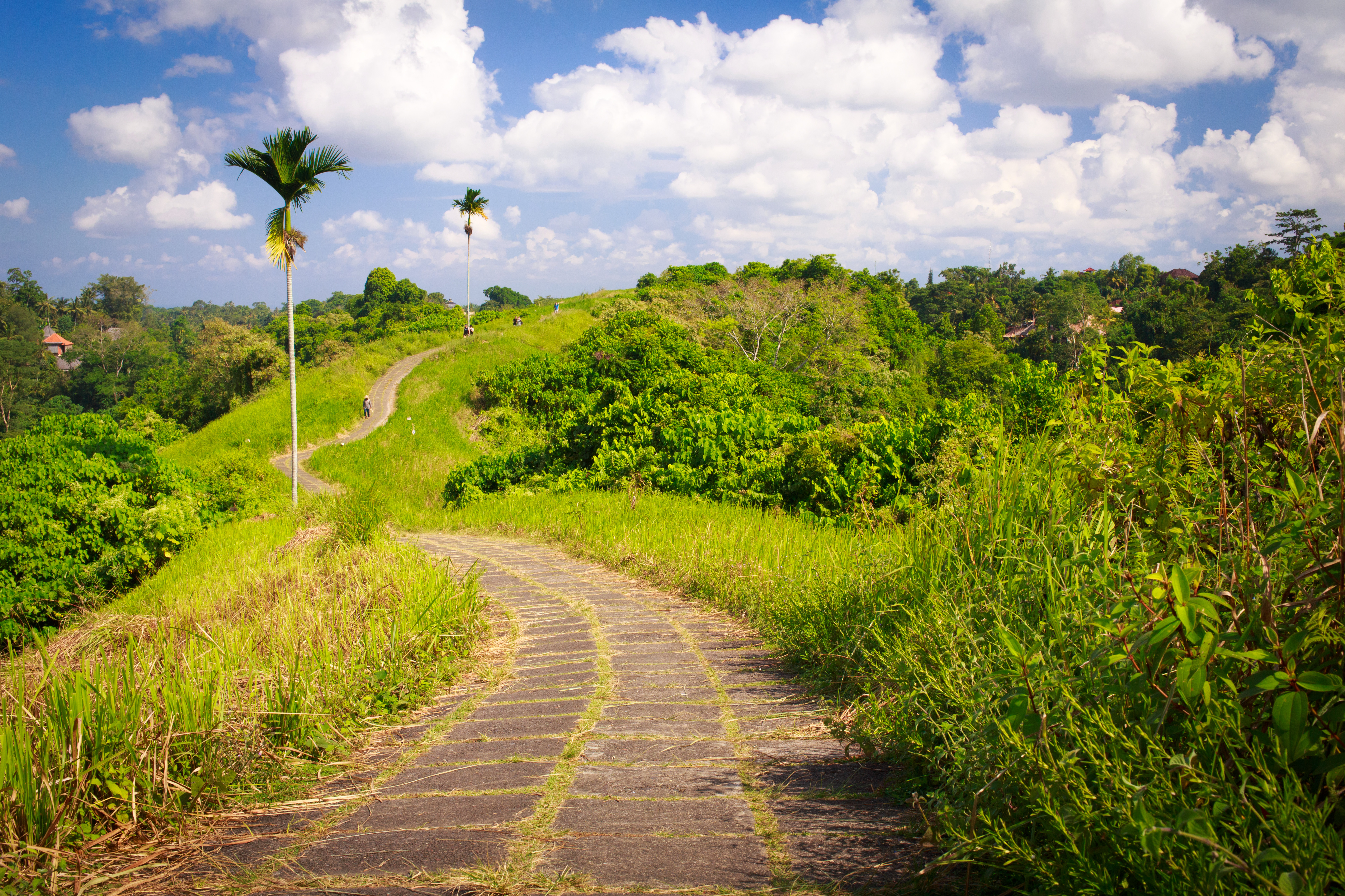 Why the Campuhan Ridge Walk is a Must Visit