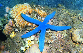 Close-up of blue starfish on vibrant coral reef