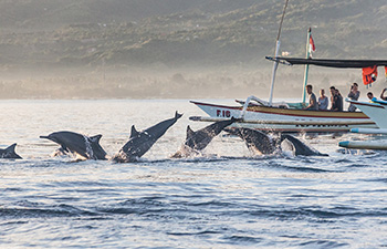 Boats approaching dolphins during sunrise off the coast