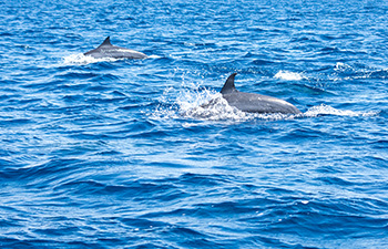 Dolphins swimming near tour boat in calm ocean