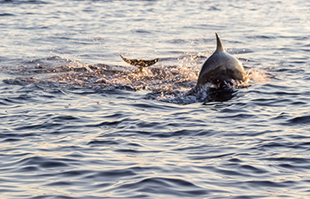 Dolphin surfacing from the sea with boat nearby at dawn