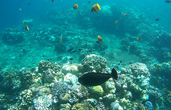 Snorkeler observing marine life during traditional fishing