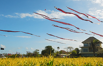 Kites flying in Sanur sky