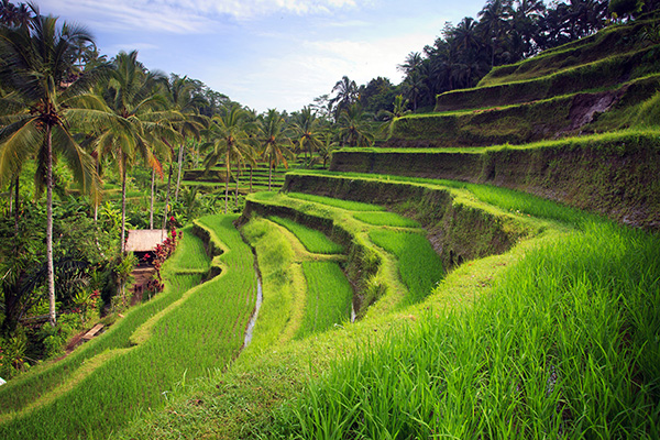 Tegalalang Rice Terraces