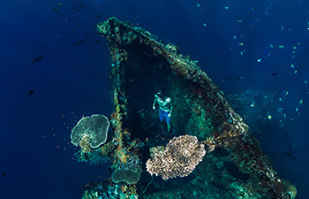Shipwreck surrounded by marine life