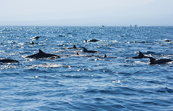 Pod of dolphins surfacing in calm sea waters near Lovina