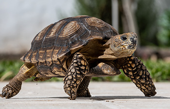 Turtle at conservation center